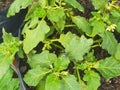 Close up a plant soil and flying flies and green leaf