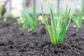 Close up of a plant sprouting from the ground Royalty Free Stock Photo