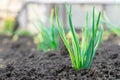 Close up of a plant sprouting from the ground Royalty Free Stock Photo