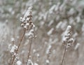 Close up plant stalk blade of dry grass covered by snow abstract