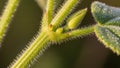 The stem is green and covered with fine, tiny hairs. Two developing Royalty Free Stock Photo