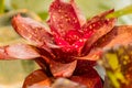 Close up of plant tropical flower red Bromeliad Bromeliaceae