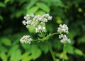 Close up plant Valerian, Valeriana officinalis, Caprifoliaceae.It is a perennial flowering plant .Crude extract of