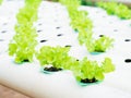 Close up planting Hydroponics plant