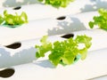 Close up planting Hydroponics plant