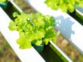 Close up planting Hydroponics plant