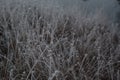 Close-up of plants covered by frost on cold early autumn morning