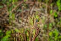 Close up of plants growing at Sprintime