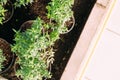 Close up of plants in pots at greenhouse