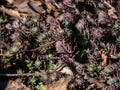 Close-up of plants of reflexed stonecrop, stone orpine, prick-madam or trip-madam Sedum reflexum of Sedum rupestre in early Royalty Free Stock Photo