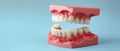 Close Up of Plastic Dental Model With White Teeth on Blue Background Royalty Free Stock Photo