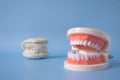 Close up plastic human teeth model and the plaster tooth model placed on the blue background. Dental examination and dental