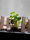 Close-up Plastic Seedling Tray Cherry Belle Radish