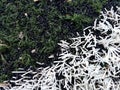 close up of plastic sod at football soccer court