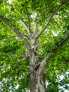 Close up with Platanus orientalis or the Old World sycamore tree