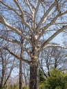 Close up with Platanus orientalis or the Old World sycamore tree