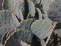 close up plate like stems or leaves of Opuntia the prickly pear cactus Royalty Free Stock Photo