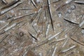 close-up on a plate of marine fossils