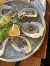 Close-up of a plate of oysters Royalty Free Stock Photo