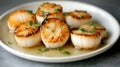 Close-up of a plate of pan-seared scallops with a light sauce and chopped chives Royalty Free Stock Photo