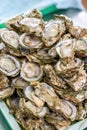 Close-up of a plate of plump fresh oysters Royalty Free Stock Photo