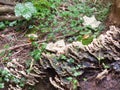 Close up of platelet mushrooms many on tree stump