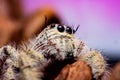 Close up Platycryptus undatus jumping spider.