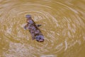 Close Up of Platypus Ornithorhynchus anatinus swimming in Peterson Creek, Yungaburra, Queensland, Australia