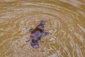 Close Up of Platypus (Ornithorhynchus anatinus) swimming in Peterson Creek, Yungaburra, Queensland, Australia