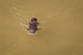 Close Up of Platypus (Ornithorhynchus anatinus) swimming in Peterson Creek, Yungaburra, Queensland, Australia