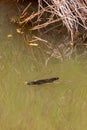 Close Up of Platypus (Ornithorhynchus anatinus) swimming in Peterson Creek, Yungaburra, Queensland, Australia