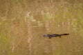 Close Up of Platypus Ornithorhynchus anatinus swimming in Peterson Creek, Yungaburra, Queensland, Australia