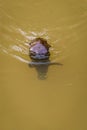 Close Up of Platypus Ornithorhynchus anatinus swimming in Peterson Creek, Yungaburra, Queensland, Australia