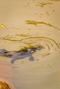 Close Up of Platypus Ornithorhynchus anatinus swimming in Peterson Creek, Yungaburra, Queensland, Australia