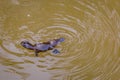 Close Up of Platypus (Ornithorhynchus anatinus) swimming in Peterson Creek, Yungaburra, Queensland, Australia