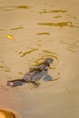 Close Up of Platypus (Ornithorhynchus anatinus) swimming in Peterson Creek, Yungaburra, Queensland, Australia