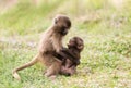 Close up of playful baby Gelada monkeys