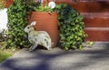 Red painted steps, a big red pot spilling over with ivy, and a metal rabbit sculpture make a playful garden scene