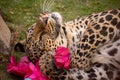 Playful leopard rolling on the ground