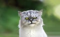 Close up of playful persian chinchilla grumpy cat with beautiful green eyes