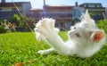 CLOSE UP: Playful white cat lying in backyard and playing with a blade of grass.