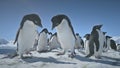 Close-up playing penguins. Antarctica landscape. Royalty Free Stock Photo