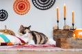 Close up pleased cat pet relaxing in decorated cozy autumn interior. Comfy floor location with cushions, wicker pumpkins