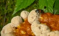 Close Up Of Pleasing Fungus Beetle On Puffy Fungus