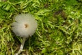 Pleated Inkcap - Parasola plicatilis