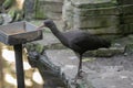 Close Up Plegadis Ridgwayi Bird Eating At Amsterdam The Netherlands 2-11-2022
