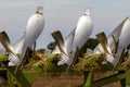 Close up of plough blades