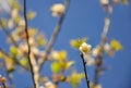 Close up of plum blossom with nature background.