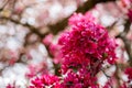 Close up, plum blossom red and pink flowers, flowering branch of apple tree, picturesque symbol of early spring, fruit orchard, Royalty Free Stock Photo