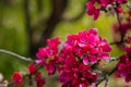 Close up, plum blossom red and pink flowers, flowering branch of apple tree, picturesque symbol of early spring, fruit orchard, Royalty Free Stock Photo